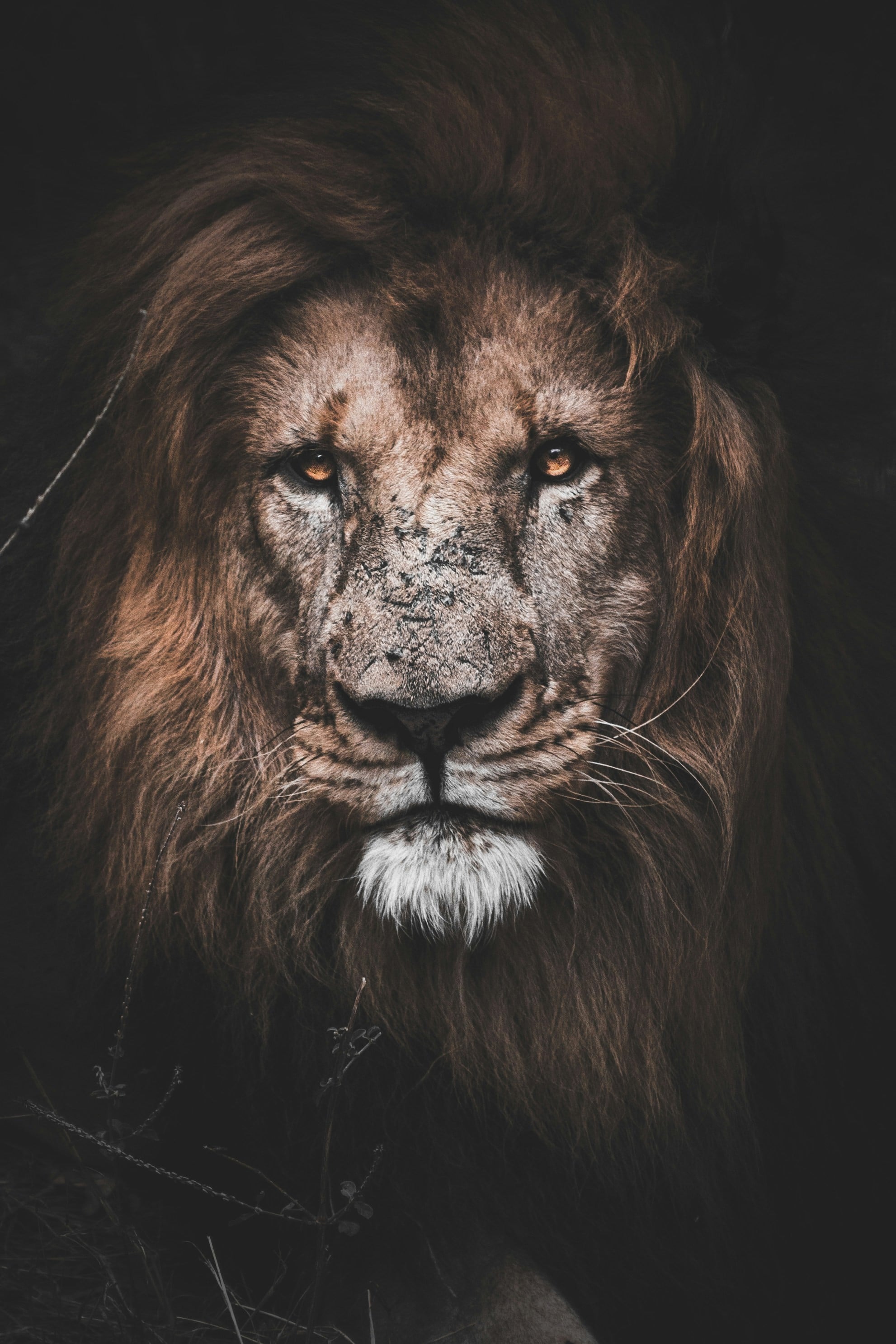 Fierce, yest such a beautiful creature.